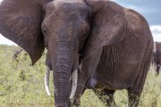 Elephants-in-marsh-1-2