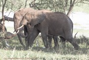 Elephants-in-marsh-1-3