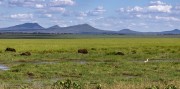 Elephants-in-marsh-1