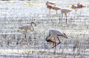 Flamingos-1-2