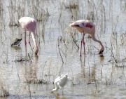 Flamingos-1