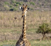 Giraffe-with-oxpeckers-1-2