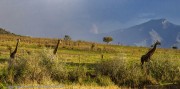 Giraffe-with-oxpeckers-1-3