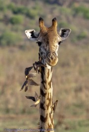 Giraffe-with-oxpeckers-1