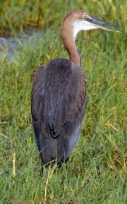 Great-Blue-Heron-in-Marsh-1