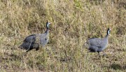 Guinea-fowl-1