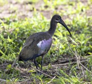 Hadada-Ibis-1