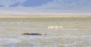 Hippos-and-pelicans-1