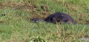Hippos-in-marsh-1