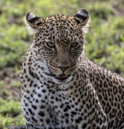 Leopard-cub-1-10