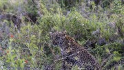 Leopard-cub-1-11