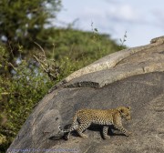 Leopard-cub-1-12
