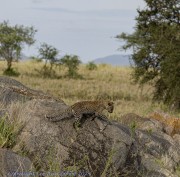 Leopard-cub-1-13