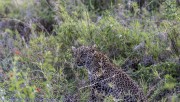 Leopard-cub-1-2