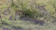 Leopard-cub-1-3
