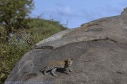 Leopard-cub-1-4