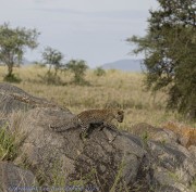 Leopard-cub-1-5