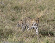 Leopard-cub-1-7