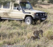 Leopard-cub-1-8