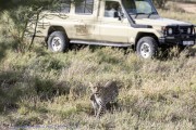 Leopard-cub-1-9