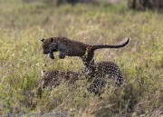 Leopard-cub-1