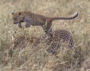 Leopard-cub-jumping-1