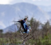 Lilac-Roller-1-2