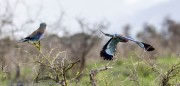 Lilac-Roller-1-3