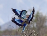 Lilac-Roller-1-4