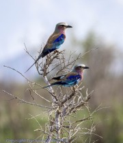Lilac-Roller-1