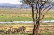 Linn-cub-with-wildebeest-1-3