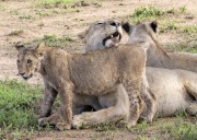 Linn-cub-with-wildebeest-1-4