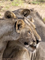 Linn-cub-with-wildebeest-1-5