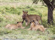 Lion-cub-with-skull-1