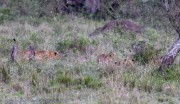 Lion-cubs-1-2