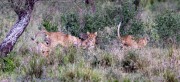 Lion-cubs-1-3
