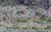 Lion-cubs-1