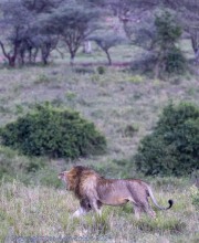 Lion-cubs-Lion-1-2