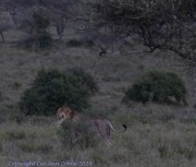 Lion-cubs-Lion-1