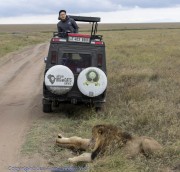 Lion-with-safari-vehicle-1-2
