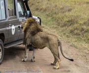 Lion-with-safari-vehicle-1-Copy