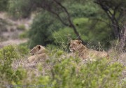 Lions-1