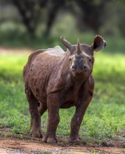 MK-rhino-1-5