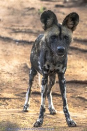 MK-wild-dog-1