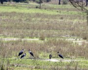Marabou-Storks-1