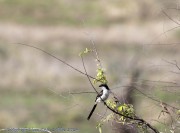 Mkomzi-Birds-1