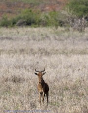 Mkomzi-Hartebeest-1