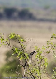 Mkomzi-Hornbill-1-2