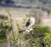 Mkomzi-Hornbill-1
