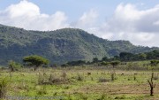 Mkomzi-Impala-1
